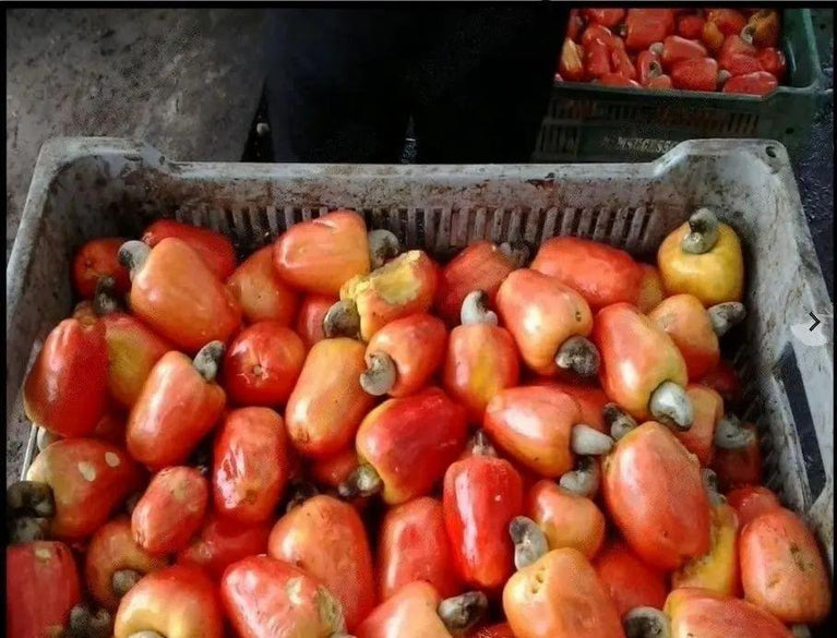 20 Kg Raw Cashew Nuts