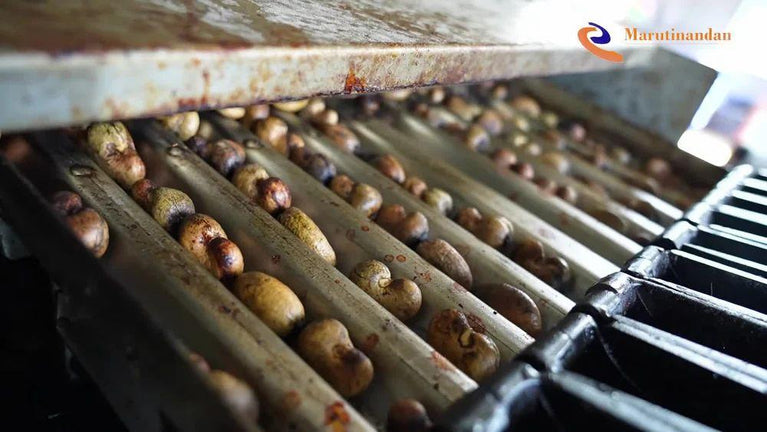 કાજુ બોરમા ડ્રાયર