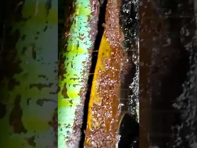 લાંબી કેટલ ઓઇલ એક્સપેલર