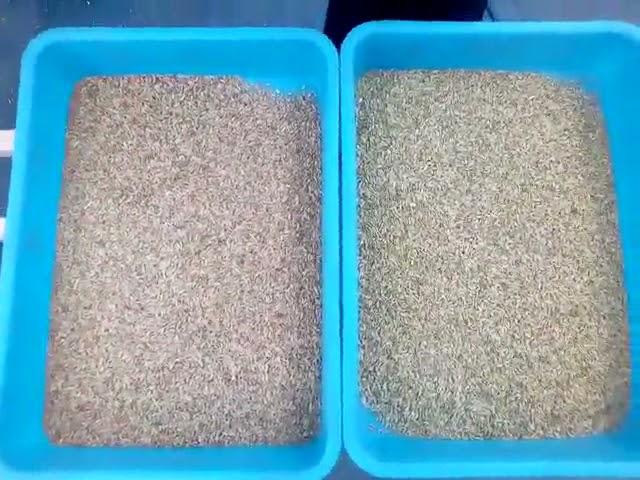 Seed Color Sorting Machine