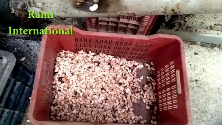 Automatic Kaju Processing Machine