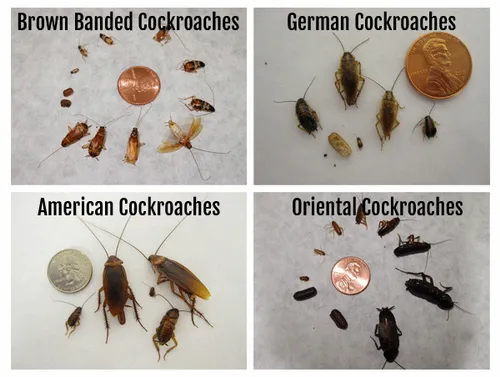 Cockroaches Pest Control Services