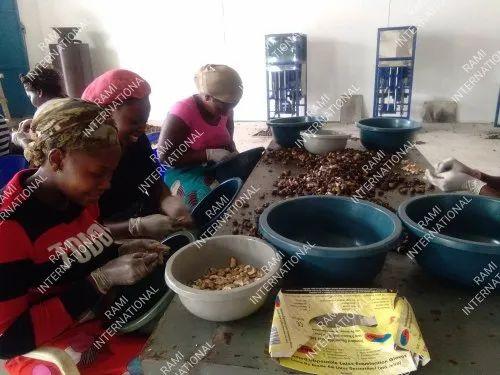 Complete Cashew Processing Line