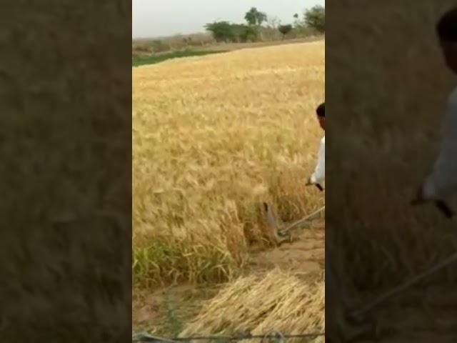 Grass Cutting Machine