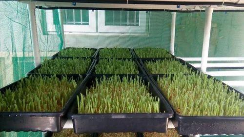 Hydroponic Fodder Machine