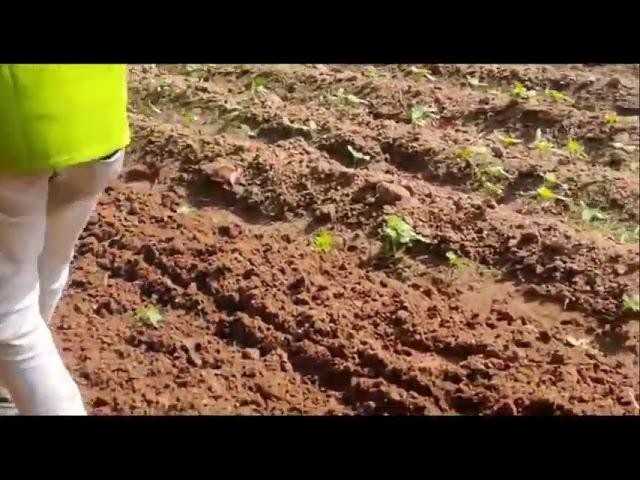 Mitsuyama 4 Stroke Diesel Power Weeder with KAMA Engine