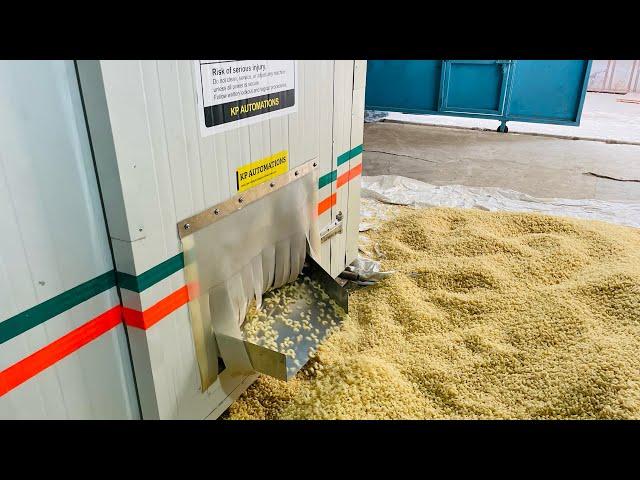 Pasta Macaroni Machine With Continuous Dryer