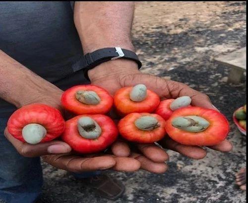 Qualitative Raw Cashew Nut