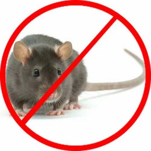 Rat Control Service