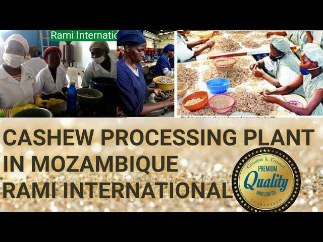 Raw Cashew Processing Machine