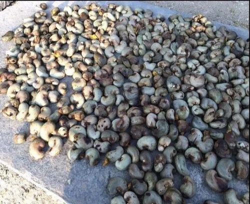 Raw Cashews Nuts