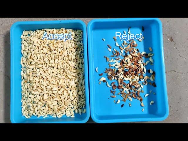 कच्चा लहसुन बेल्ट सॉर्टिंग मशीन