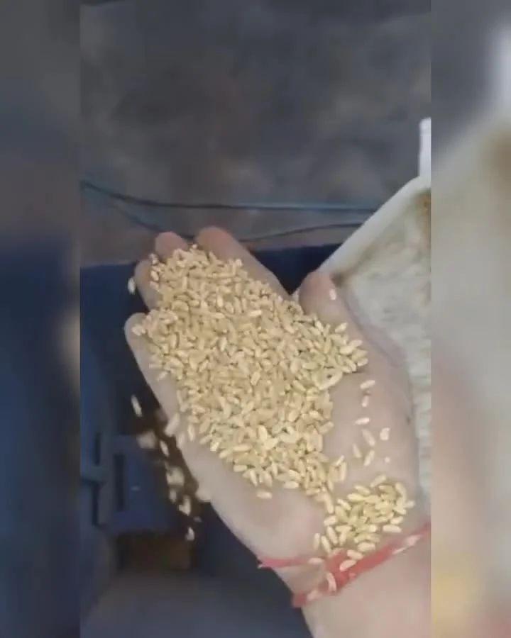 बीज प्रसंस्करण संयंत्र
