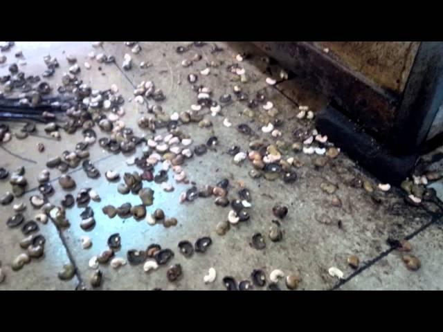 Semi Automatic Cashew Nut Cutting Machine