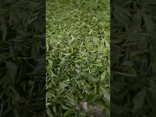 Tea Dryer Machine