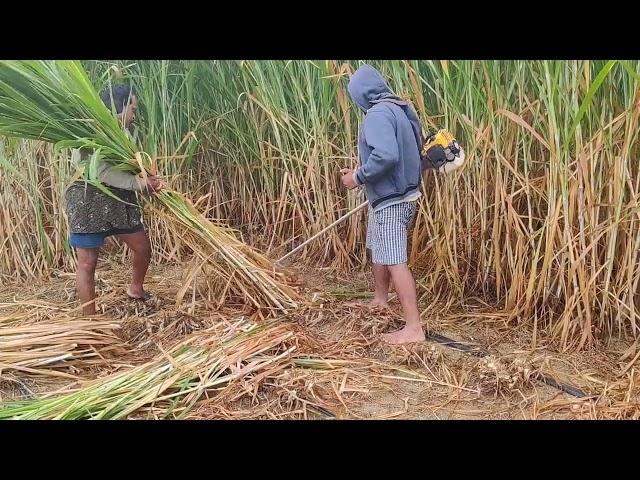 Wheat Crop Brush Cutter